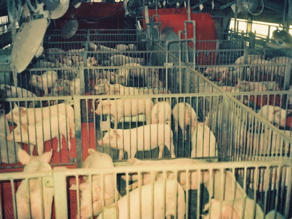 畜産飼料用木炭