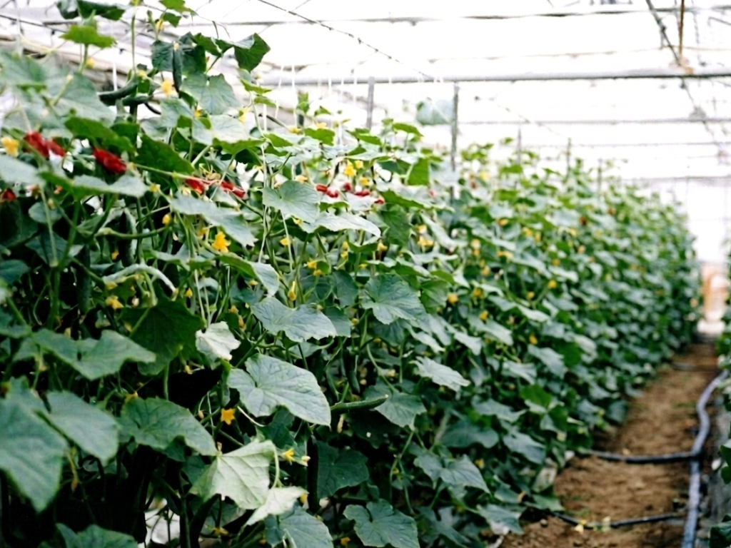 土壌改良用木炭